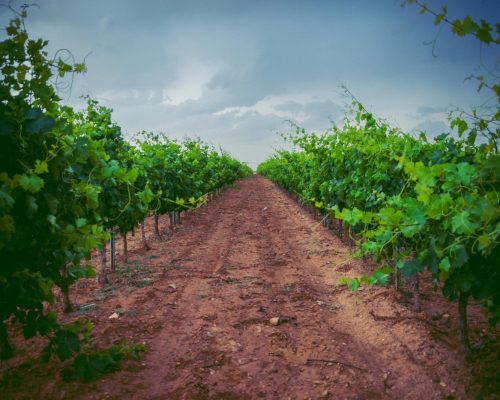Viñedo 2